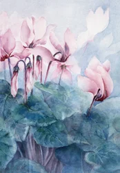 Cyclamen rose Pseudibericum
