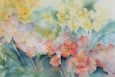 Polyanthus, hybrides mélangés