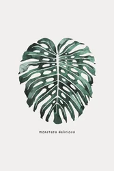 Aquarelle représentant une feuille de monstera