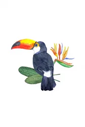 Toucan tropical et fleur