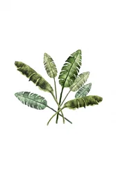 Feuilles tropicales aux couleurs vives