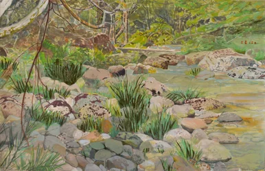Ruisseau de la forêt luxuriante