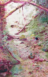 Un ruisseau de forêt plein de vie