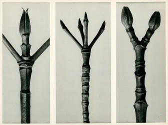 Cornus Nuttallii, 1929