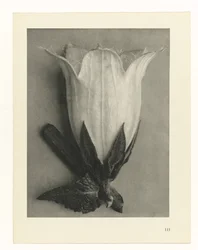 Études de plantes (Urformen der Kunst: photographische Pflanzenbilder)