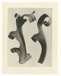 Études de plantes (Urformen der Kunst: photographische Pflanzenbilder)