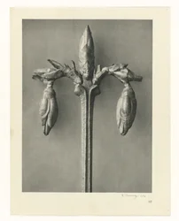 Études de plantes (série Urformen der Kunst: photographies de plantes)