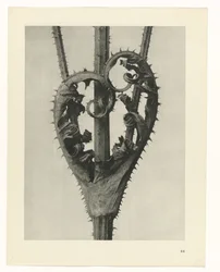 Études de plantes (série Urformen der Kunst: photographies de plantes)