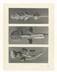 Étude de plante (Urformen der Kunst)