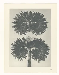 Étude de plante (Urformen der Kunst)