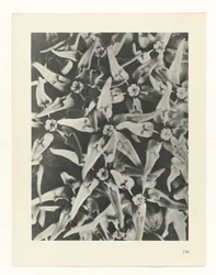Étude de plante (Urformen der Kunst)