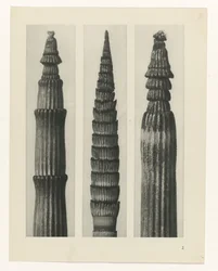 Étude de plante (Urformen der Kunst)