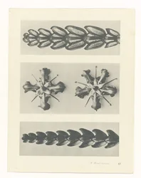 Étude de plante (Urformen der Kunst)