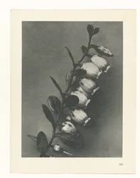 Étude de plante (Urformen der Kunst)
