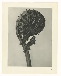 Étude de plante (Urformen der Kunst)