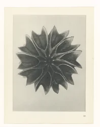 Étude de plante (Urformen der Kunst)