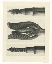 Étude de plante (Urformen der Kunst)
