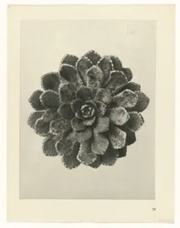 Étude de plante (Urformen der Kunst)