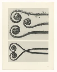 Étude de plante (Urformen der Kunst)