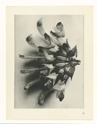 Étude de plante (Urformen der Kunst)