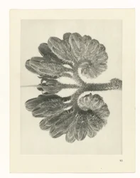 Étude de plante (Urformen der Kunst)