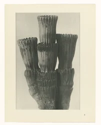 Étude de plante (Urformen der Kunst)