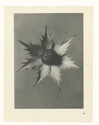 Étude de plante (Urformen der Kunst)