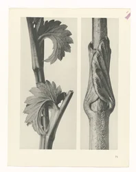 Étude de plante (série Urformen der Kunst)