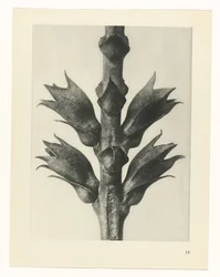 Étude de plante (série Urformen der Kunst)