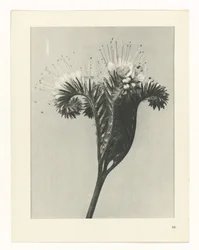 Étude de plante (série Urformen der Kunst)