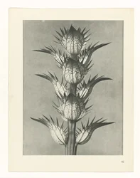 Étude de plante (série Urformen der Kunst)