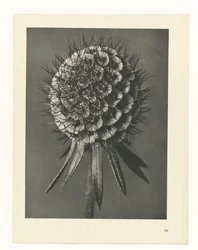 Étude de plante (série Urformen der Kunst)