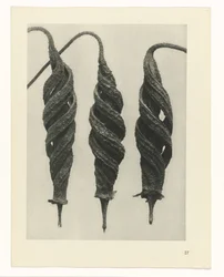 Étude de plante (série Urformen der Kunst)