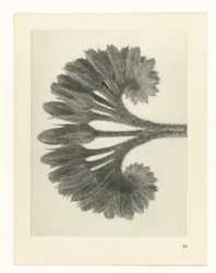 Étude de plante (série Urformen der Kunst)