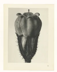 Étude de plante (série Urformen der Kunst)