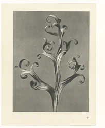 Étude de plante (série Urformen der Kunst)
