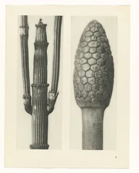 Étude de plante (série Urformen der Kunst)