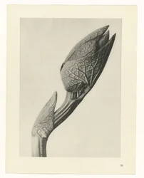 Étude de plante (série Urformen der Kunst)