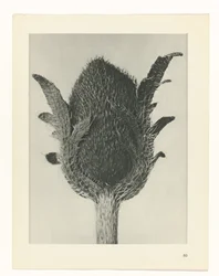 Étude de plante (série Urformen der Kunst)