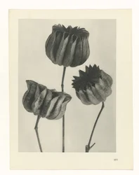 Étude de plante (série Urformen der Kunst)