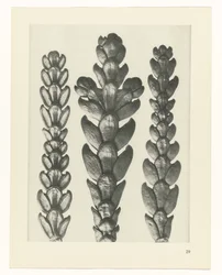 Étude de plante (série Urformen der Kunst)