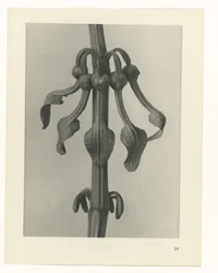Étude de plante (série Urformen der Kunst)