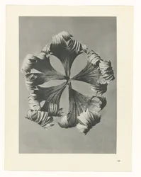 Étude de plante (série Urformen der Kunst)