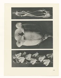 Étude de plante (série Urformen der Kunst)
