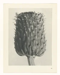 Étude de plante (série Urformen der Kunst)