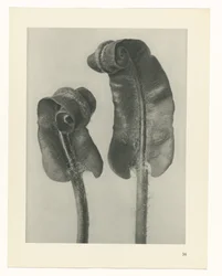 Étude de plante (série Urformen der Kunst)
