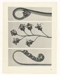 Étude de plante (série Urformen der Kunst)