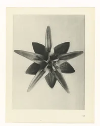 Étude de plante (Urformen der Kunst)
