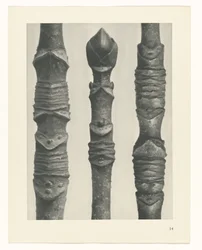 Étude de plante (Urformen der Kunst)