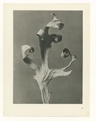 Étude de plante (Urformen der Kunst)